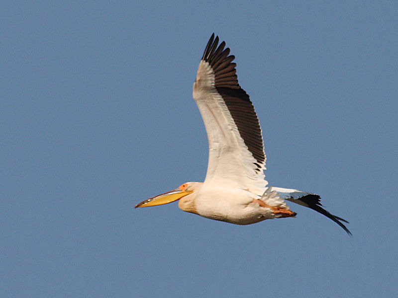 Pellicano Fiorentino - Pelecanus onocrotalus